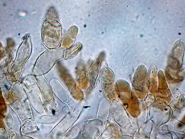 Xerocomus bubalinus   (Oolbekk. & Duin)  Redeuilh